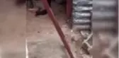 Son dakika haberi... Odunluğa giren iki yılanı itfaiye ekibi yakaladı