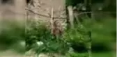 Yiyecek arayan yaban keçisi mahalleye indi