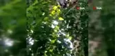 Ağaçta mahsur kalan kediyi itfaiye ekibi kurtardı