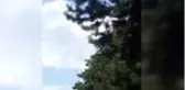 Ayağına ip dolanarak ağacın dalına takılan kuşu itfaiye kurtardı