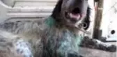 Kahraman aile hekiminden yaralı köpeğe müdahale