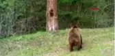KARS Sarıkamış ormanında kaşınan ayılar güldürdü