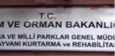 ŞANLIURFA Anneleri ölen yavru tilkilere özel bakım