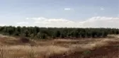 Antep fıstığında verim ve dayanıklılık 