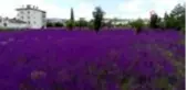 Duyan fotoğraf çektirmek için akın etti