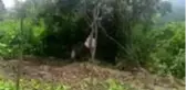 Evin bahçesindeki çitin tellerine takılan domuz kurtarıldı