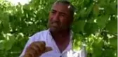 Iğdır'da 'sarı altın' hasadı başladı