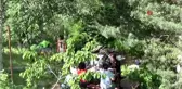 Kesmeye kıyamadığı armut ağacını restoranın içerisinden geçirtti
