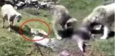 Koyun sürüsüne saldıran tilkiyi çoban köpekleri telef etti