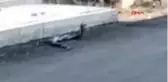 SİİRT 2 yılanın çiftleşme dansı görüntülendi