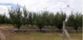Biga'da şiddetli dolu tarım arazilerini vurdu