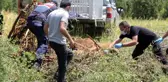 Kiraz yemeye gelen ayının macerası tel örgülerde son buldu