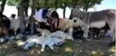 Yaylalarda koyun kırkma sezonu başladı