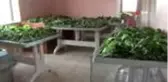 Son dakika haber! Elazığ'da muhtar, teşvik için 'İpek böcekçiliği' yapmaya başladı