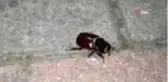 Gençlerin 1 dolarlık gergedan böceği şoku