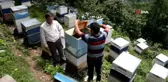 Kestane ağaçları arıcıları heyecanlandırıyor