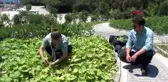 ANTALYA Otelde perma kültür bahçesi oluşturuldu
