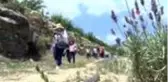 Son Dakika | Mersin'de boş arazilere dikilen lavantalar görsel bir şölen sunuyor