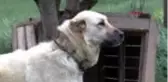 SİVAS Kangal köpeği merkezi projesine gönüllülerden destek