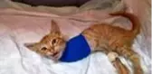 Yaralı halde bulunan kedi yavrusu cerrahi müdahaleye rağmen 2 bacağını kaybetti