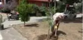 Çeyrek asırlık park gönüllüsü: Sami Amca