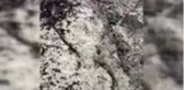 Hakkari'de dağ keçileri görüntülendi