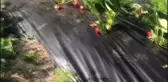 6 dönümlük tarlasında çilek üretiyor