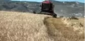 Beypazarı'nda arpa hasadı başladı