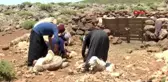 Son dakika haber | DİYARBAKIR Güneydoğu'da 'koyun kırkma' zamanı