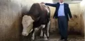 Köyde kurduğu çiftlik örnek oldu! Kazancını duyan tası tarağı toplayıp köye gitmek istiyor