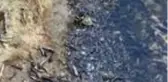 Küçükçekmece Gölü'nde binlerce balık kıyıya vurdu
