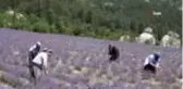 Kadınlar hayallerinin peşinden koştu, köy lavanta bahçesine dönüştü