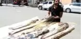 Ardahan'da yakalanan bir metreyi aşkın yayın balıkları ilgi gördü