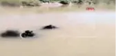 KARS Dalgıç polisler, Azat'ı Aras Nehri'nin 4 metre derinliğindeki balçıktan çıkardı