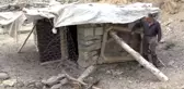 Şemdinli'de kümese giren köpekler 72 tavuğu telef etti