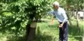 Son dakika haber... Arı kolonisi ağaca yuva yaptı
