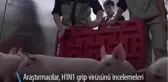Çin'de Domuzlardan İnsanlara Geçen Yeni Virüs Tespit Edildi