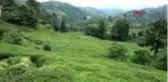 TRABZON Köpeklerin saldırısında ağır yaralanan kadın yaşam savaşı veriyor
