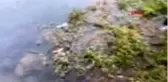 Antalya'nın doğal güzelliği Kırkgöz'de çöp kirliliği
