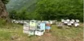 Trabzon'da oluşturulacak bal ormanı 