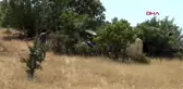 Batman'da traktör devrildi 2 yaralı
