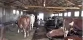 1 ton 200 kilogramlık 