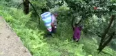 Rize'de ıhlamur hasadı başladı