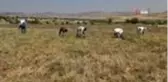 Gercüş'te nohut hasadı başladı