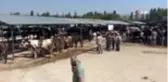 Son dakika haberleri | Kurban pazarında hareketli anlar