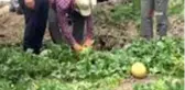 Bafra Ovası'nda 'kavun' hasadı başladı