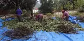 Muğla'da tıbbi ve aromatik bitkiler gelir kaynağı olacak