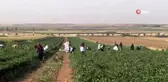Suriye sınırında en acı hasat