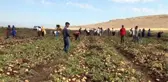 Gaziantep'te patates hasadı başladı
