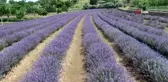 Hayallerine lavanta bahçesi ile kavuştu